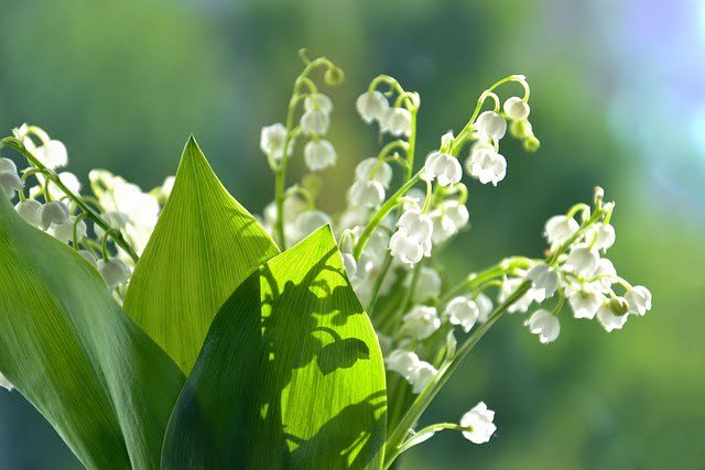 Le 1er Mai : Célébrez le printemps avec les bougies et fondants Fée des Bougies